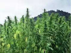 Task Force Destroys 20 Hectares Of Hemp Plantation In Ekiti Task Force Destroys 20 Hectares Of Hemp Plantation In Ekiti