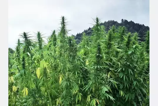 Task Force Destroys 20 Hectares Of Hemp Plantation In Ekiti Task Force Destroys 20 Hectares Of Hemp Plantation In Ekiti