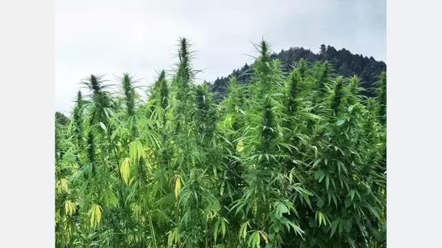 Task Force Destroys 20 Hectares Of Hemp Plantation In Ekiti Task Force Destroys 20 Hectares Of Hemp Plantation In Ekiti