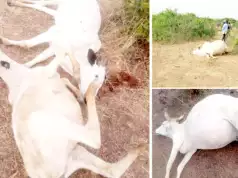 Herder, 50 Cows, Sheep Feared In Plateau Attack