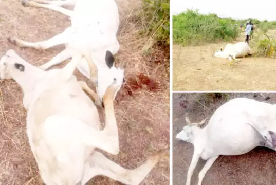 Herder, 50 Cows, Sheep Feared In Plateau Attack