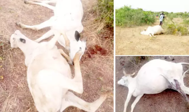 Herder, 50 Cows, Sheep Feared In Plateau Attack