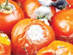 Stay Away From Rotten Tomatoes, Pepper To Avoid Cancer, Doctor Warns Nigerians
