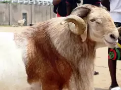 Sallah: FG Sets June 6, 9 As Official Public Holidays Sallah: FG Sets June 6, 9 As Official Public Holidays