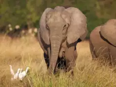 Spanish Tourist Trampled To Death In South Africa Spanish Tourist Trampled To Death In South Africa