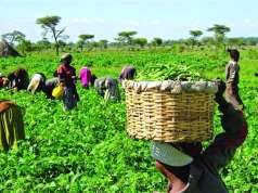 FG Delivers 2.1 Million Bags Of Fertilizer To Farmers To Boost Farming FG Delivers 2.1 Million Bags Of Fertilizer To Farmers To Boost Farming