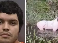 Man Who Tied Dog To A Post Ahead Of Hurricane Milton To Face Five-Year Jail Term