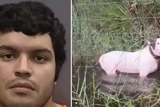 Man Who Tied Dog To A Post Ahead Of Hurricane Milton To Face Five-Year Jail Term