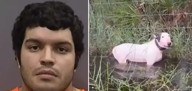 Man Who Tied Dog To A Post Ahead Of Hurricane Milton To Face Five-Year Jail Term