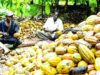 Stakeholders Examine Future Of Nigeria’s Cocoa Industry