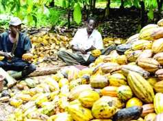 Stakeholders Examine Future Of Nigeria’s Cocoa Industry Stakeholders Examine Future Of Nigeria’s Cocoa Industry