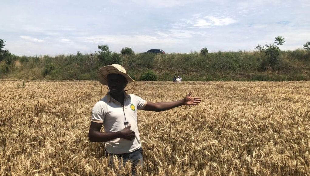 Nigeria Considers 70% Wheat Self-Sufficiency