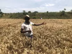 Nigeria Considers 70% Wheat Self-Sufficiency Nigeria Considers 70% Wheat Self-Sufficiency