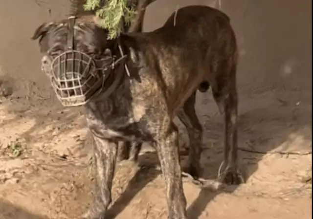 Police Confiscate Dogs That Killed Lagos Security Guard, Arrests Owner