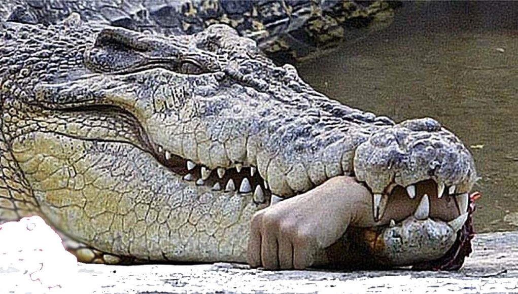 Crocodile Claims Life Of Plantation Worker In Indonesia