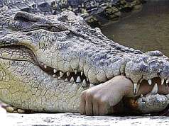 Crocodile Claims Life Of Plantation Worker In Indonesia Crocodile Claims Life Of Plantation Worker In Indonesia