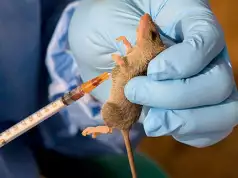 Lassa Fever Outbreak Worsens As Over 1,150 Cases,190 Deaths Recorded In 2024 – NCDC Lassa Fever Outbreak Worsens As Over 1,150 Cases,190 Deaths Recorded In 2024 - NCDC