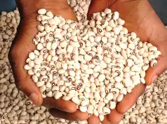 Lagos Traders, Consumers Excited Over Drop In Bean Prices Lagos Traders, Consumers Excited Over Drop In Bean Prices