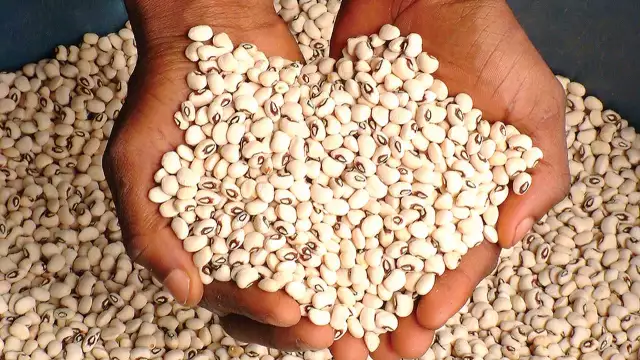 Lagos Traders, Consumers Excited Over Drop In Bean Prices Lagos Traders, Consumers Excited Over Drop In Bean Prices