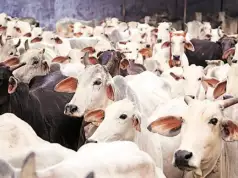 Lagos Butchers Lament As Cow Prices Soar To N1.7m Lagos Butchers Lament As Cow Prices Soar To N1.7m
