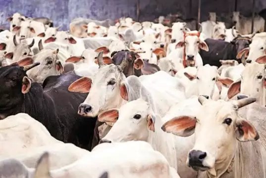 Lagos Butchers Lament As Cow Prices Soar To N1.7m Lagos Butchers Lament As Cow Prices Soar To N1.7m
