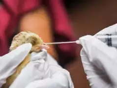 Plateau Faces Bird Flu Outbreak, 300 Birds Reported Dead Plateau Faces Bird Flu Outbreak, 300 Birds Reported Dead