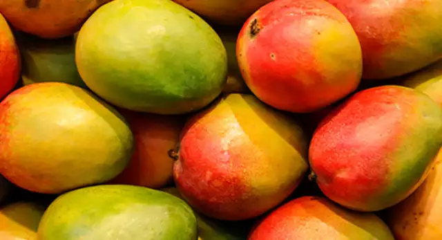 Truckload Of Carbide-Ripened Mangoes Intercepted By NAFDAC In Gombe Truckload Of Carbide-Ripened Mangoes Intercepted By NAFDAC In Gombe