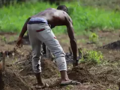 Organic Farming Alone Can’t Feed Nigeria’s Population – AFAN Organic Farming Alone Can’t Feed Nigeria’s Population – AFAN