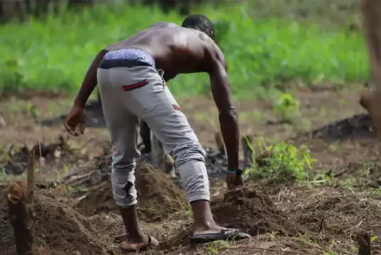 Organic Farming Alone Can’t Feed Nigeria’s Population – AFAN Organic Farming Alone Can’t Feed Nigeria’s Population – AFAN