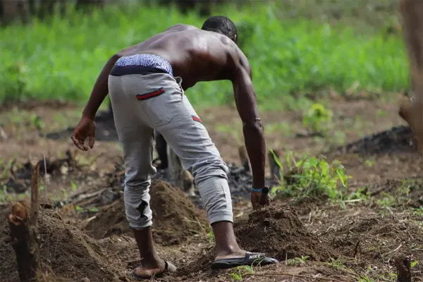 Organic Farming Alone Can’t Feed Nigeria’s Population – AFAN Organic Farming Alone Can’t Feed Nigeria’s Population – AFAN