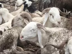 Traders Lament 55.5% Increase In Ram Prices Traders Lament 55.5% Increase In Ram Prices