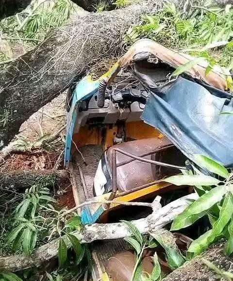 Pregnant Woman, Husband Escape Unhurt As Mango Tree Falls On Tricycle In Ebonyi (Photos)