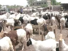 Sallah: Ram Prices Soar Amid Insecurity, Limited Supply Sallah: Ram Prices Soar Amid Insecurity, Limited Supply