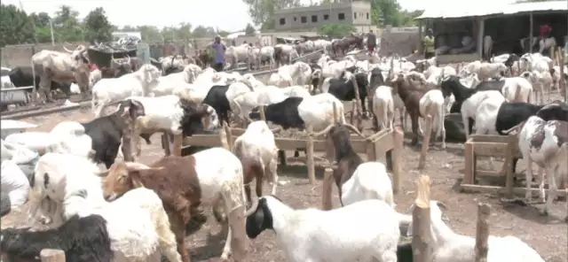 Sallah: Ram Prices Soar Amid Insecurity, Limited Supply Sallah: Ram Prices Soar Amid Insecurity, Limited Supply