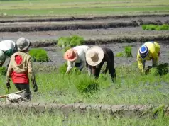 Ebonyi Rice Farmers Raise Alarm Over Flood Threat To Harvest Ebonyi Rice Farmers Raise Alarm Over Flood Threat To Harvest