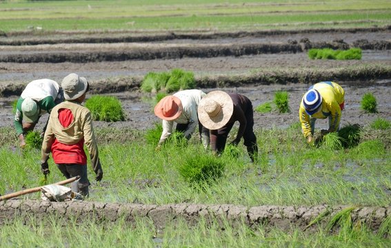 Rice Framers Ebonyi Rice Farmers Raise Alarm Over Flood Threat To Harvest
