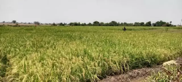Rice Farmers Association Blame Price Increase On Cartel, Middlemen Rice Farmers Association Blame Price Increase On Cartel, Middlemen