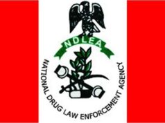 NDLEA Seizes Drugs Hidden In Frozen Snails, Electrical Bulbs NDLEA Seizes Drugs Hidden In Frozen Snails, Electrical Bulbs