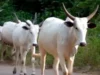 Eid El Kabir: Families Adopt Cow Sharing Strategies As Cost Of Meat Soar Eid El Kabir: Families Adopt Cow Sharing Strategies As Cost Of Meat Soar