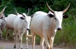Eid El Kabir: Families Adopt Cow Sharing Strategies As Cost Of Meat Soar Eid El Kabir: Families Adopt Cow Sharing Strategies As Cost Of Meat Soar