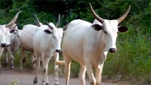 84B3B524-2E3D-45DA-8AE8-6F35A2235D0B Eid El Kabir: Families Adopt Cow Sharing Strategies As Cost Of Meat Soar