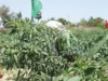 Agro Exports Crash 31% As Port Delays, Pesticides Trigger Global Rejections Agro Exports Crash 31% As Port Delays, Pesticides Trigger Global Rejections