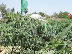 Agro Exports Crash 31% As Port Delays, Pesticides Trigger Global Rejections Agro Exports Crash 31% As Port Delays, Pesticides Trigger Global Rejections