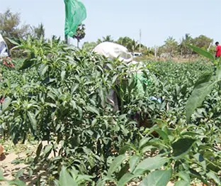 Agro-field Agro Exports Crash 31% As Port Delays, Pesticides Trigger Global Rejections