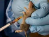Lassa Fever Cases Rise To 1,035, Deaths Hit 252 – NCDC Lassa Fever Cases Rise To 1,035, Deaths Hit 252 – NCDC