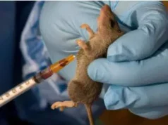 Lassa Fever Cases Rise To 1,035, Deaths Hit 252 – NCDC Lassa Fever Cases Rise To 1,035, Deaths Hit 252 – NCDC
