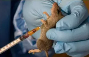 Lassa Fever Cases Rise To 1,035, Deaths Hit 252 – NCDC Lassa Fever Cases Rise To 1,035, Deaths Hit 252 – NCDC