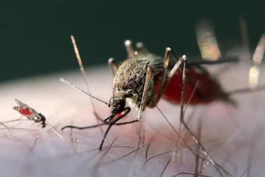 France Reports First Human Shamonda Virus Case, Says No Health Risk France Reports First Human Shamonda Virus Case, Says No Health Risk